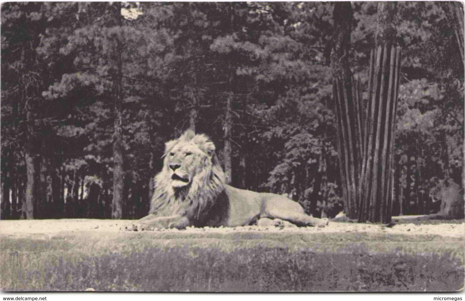 75 - PARIS - Parc Zoologique Du Bois De Vincennes --Un Lion Sur Son Plateau - Lions