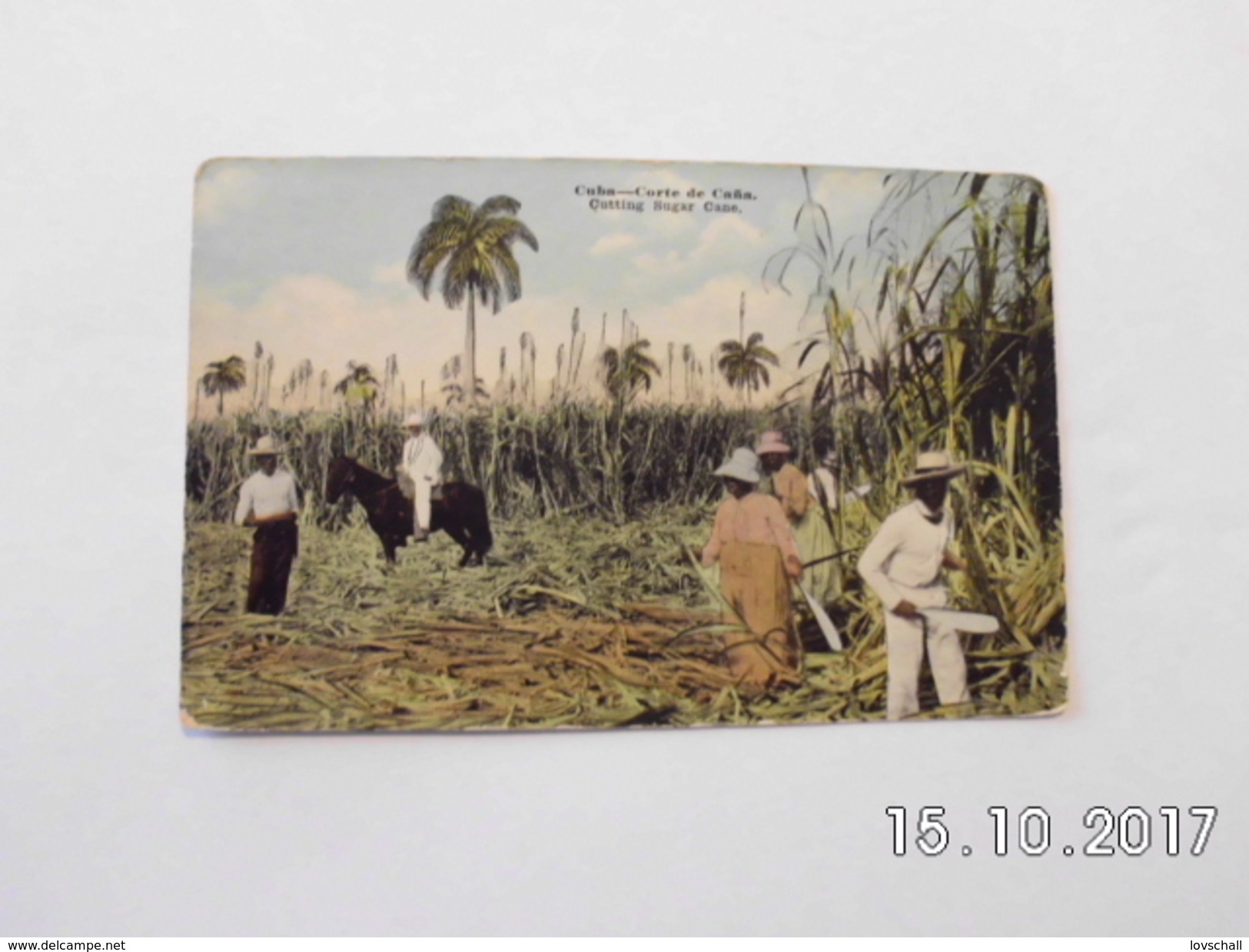 Cuba. - Cutting Sugar Cane. - Cuba