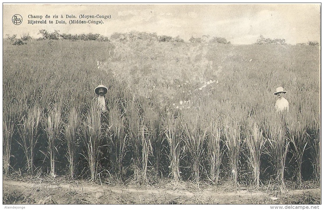 Champ De Riz à Dolo. (Moyen-Congo) Rijstveld Te Dolo. (Midden-Congo) Nels - Congo Français