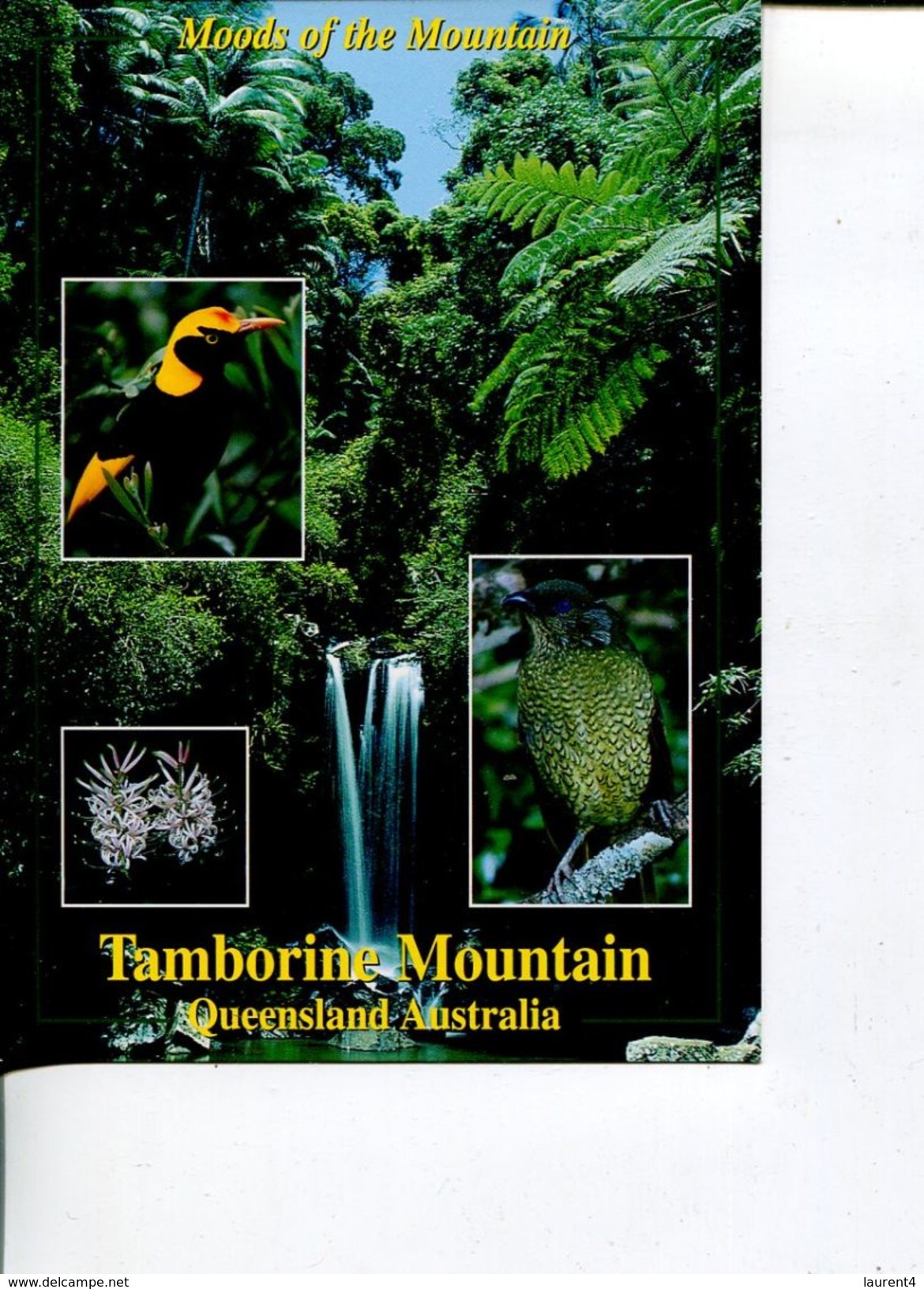 (199) Australia - QLD - Tambourine Mountain - Gold Coast