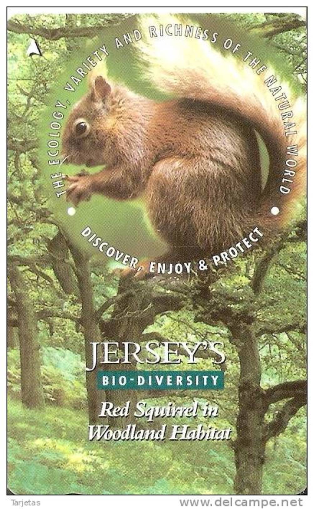 JER-172 TARJETA DE JERSEY SQUIRELL   (57JERB)   ARDILLA - [ 7] Jersey Y Guernsey