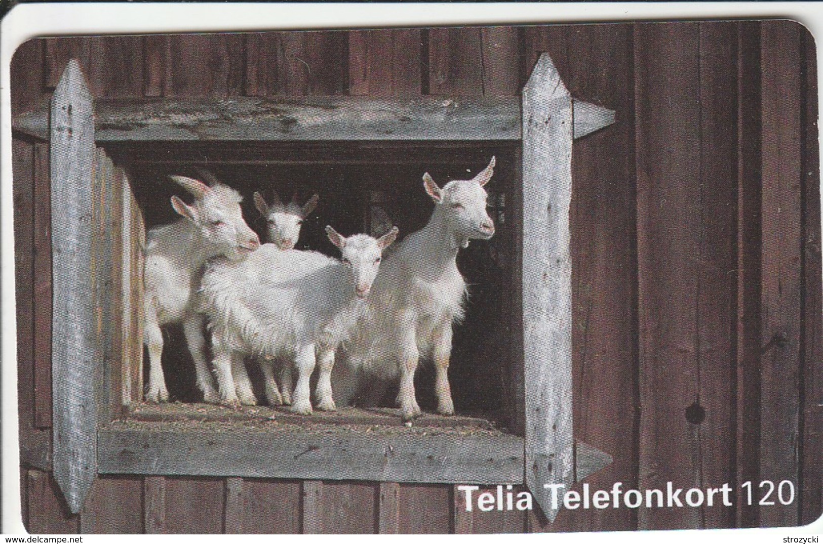 Sweden - White Goats - Sweden