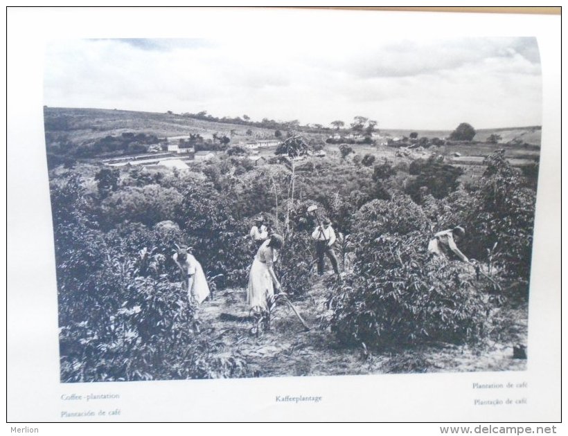 SA185 Old Print  Brazil -Coffee Plantation   (backside : Brasil Brazil - BERTIOGA  )   1931 - Prints & Engravings