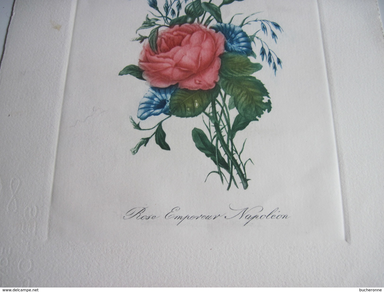 Dessin Rose Empereur Napoléon 33 X 25 Cm - Prints & Engravings