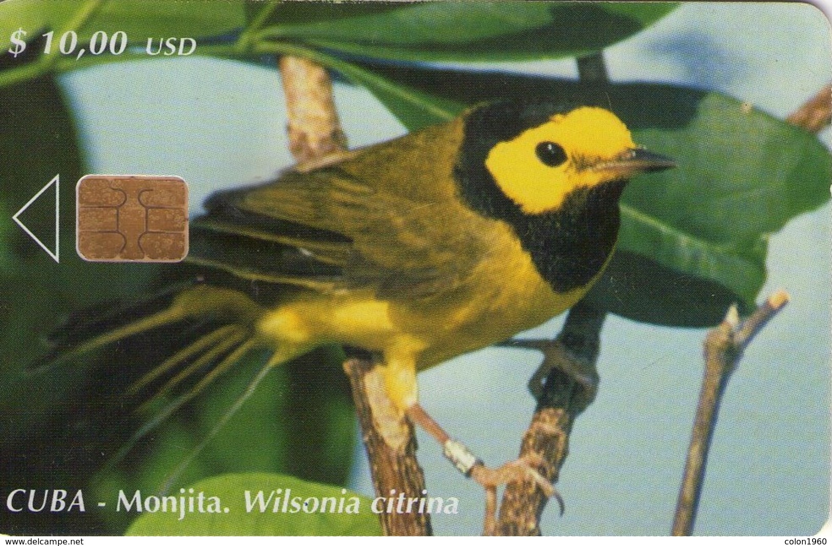 CUBA. FAUNA. Monjita (Wilsonia Citrina). 2003-04. 30000 Ex. CU-173. (425) - Cuba