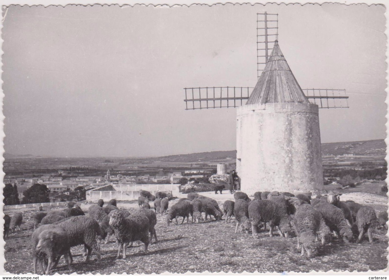 13,BOUCHES DU RHONE,FONTVIEILLE,MOULIN ALPHONSE DAUDET,PRES ARLES,BERGER,MOUTON,CARTE PHOTO - Arles