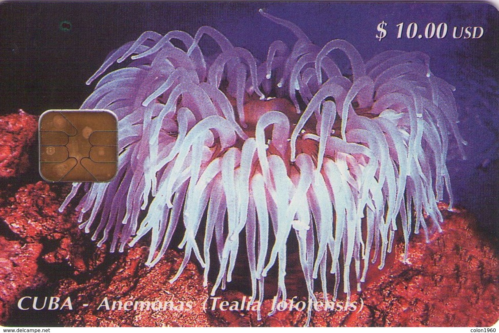 CUBA. Sea Anemone 1 (Tealia Lofotensis). 1998-07. 40000 Ex. CU-018. (374) - Cuba