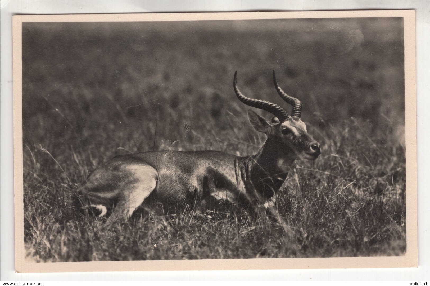 C.P. Photographie. "L'Afrique Qui Disparait !". Carte Neuve N° 171. Un Antilope - Congo Belga