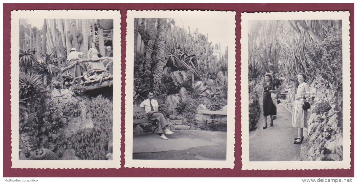 281017 - 3 PHOTOS 1950 - MONACO Le Jardin Exotique Cactus - Exotische Tuin