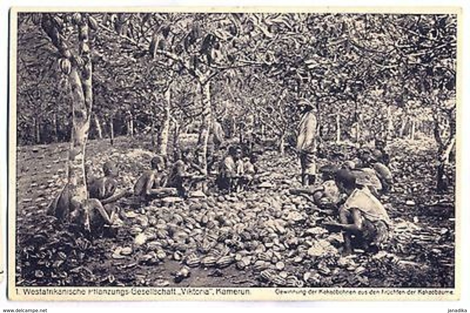 K 129 -Kamerun 1. Pflanzungs Gesellschaft "Viktoria" - Gewinnung Der Kakaobohnen - Ehemalige Dt. Kolonien