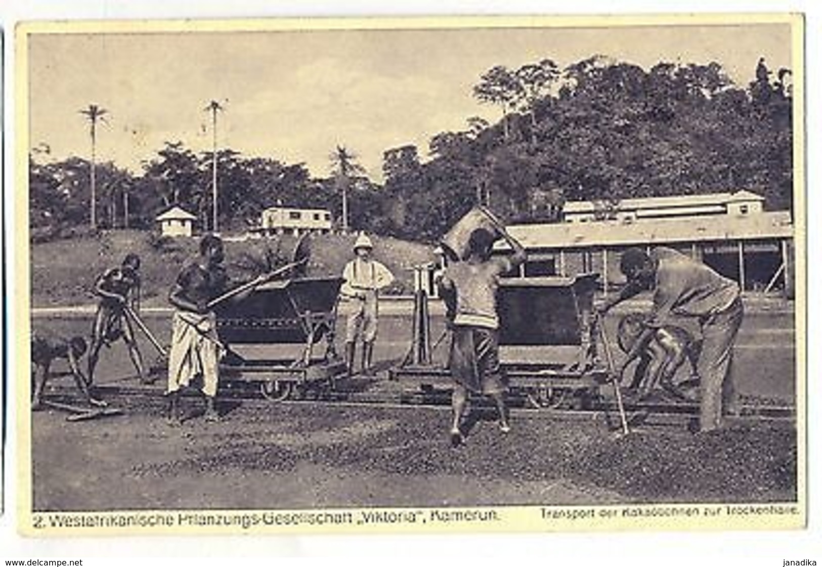 K 186 - Transport Der Kakaobohnen Zur Trockenhalle1906 Gl. - Ehemalige Dt. Kolonien