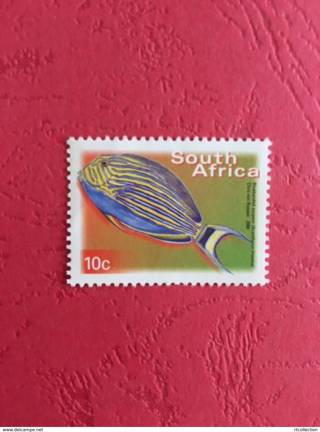 South Africa 2000 One Acanthurus Lineatus Fishes Fish Animals Marine Life Sealife Nature Fauna 10c Stamp MNH SG 1206 - Unused Stamps