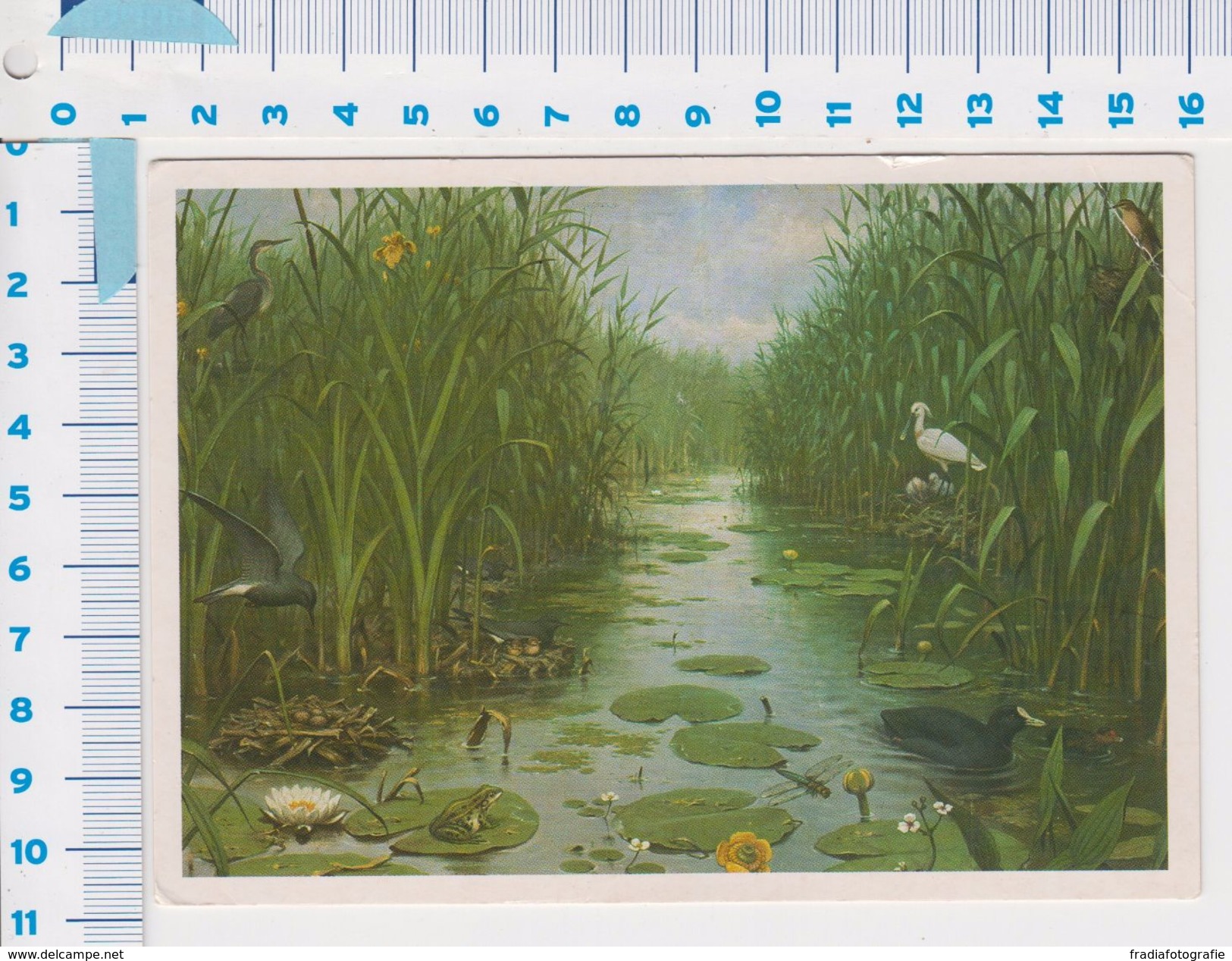 Oude Schoolplaten Van M.A. Koekkoek - Het Naardermeer 1987 - Autres & Non Classés