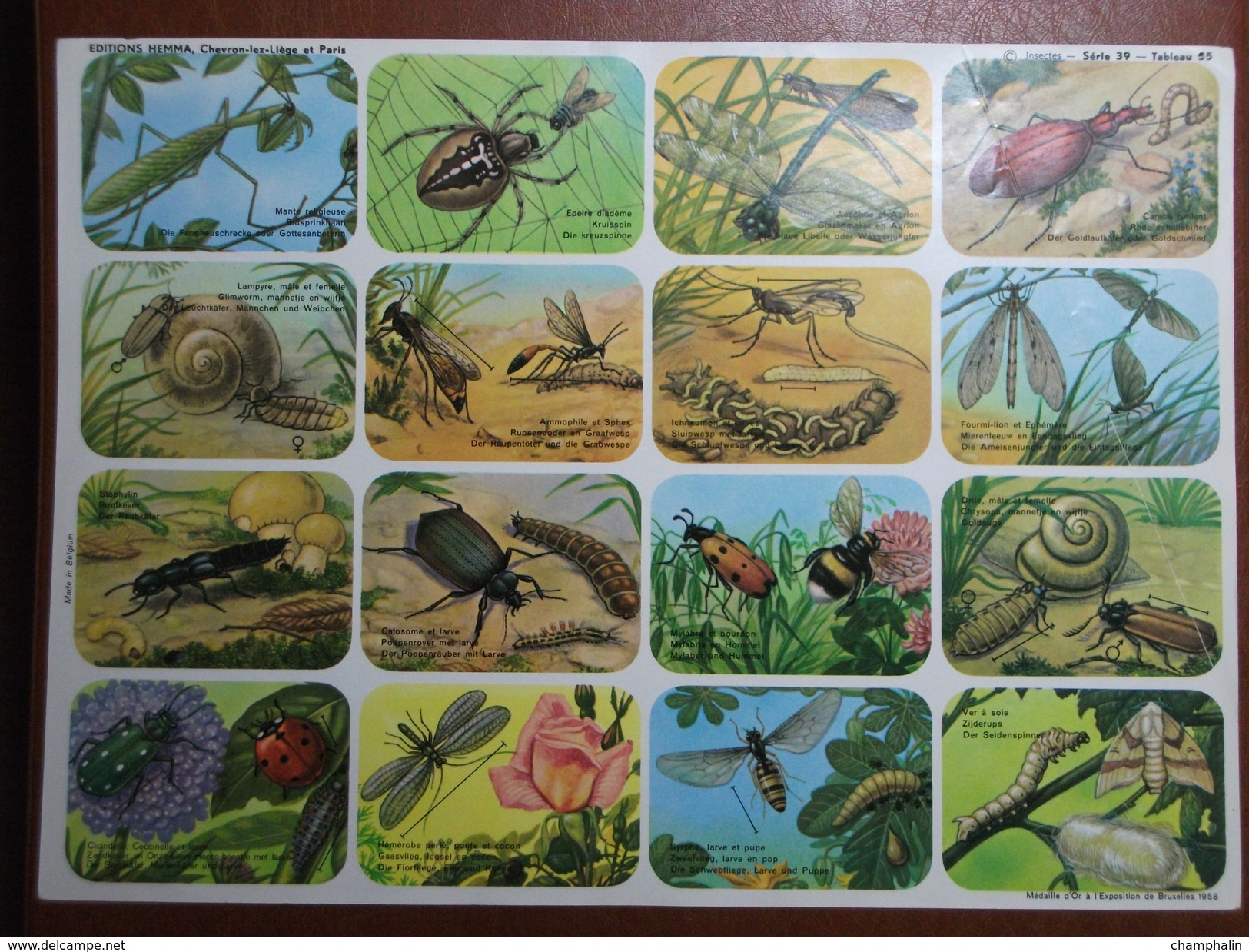 Planche éducative Hemma - Série 39 - Tableau 35 - Insectes - Learning Cards