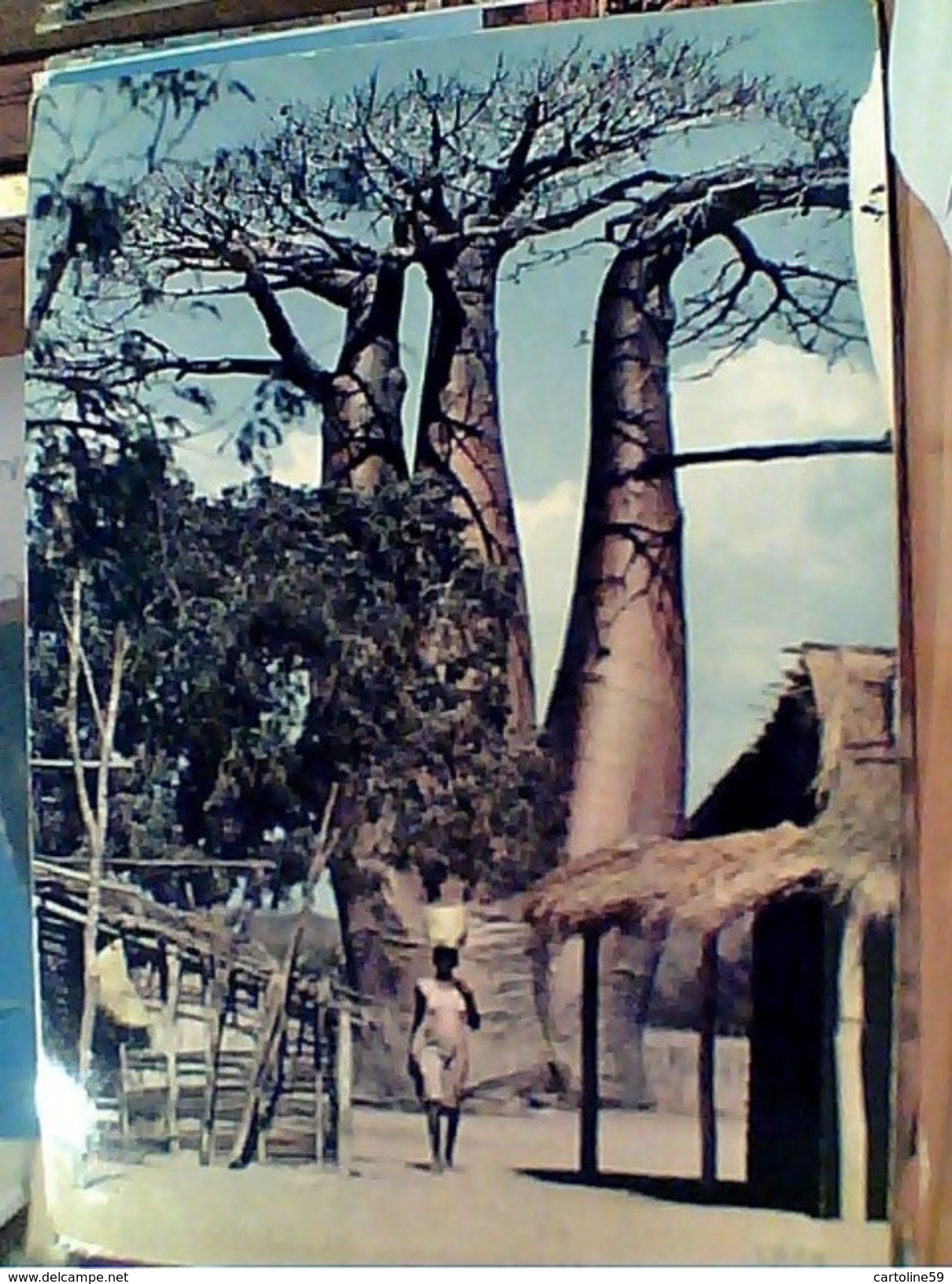 MADAGASCAR  AMORON TSIRAKA ALBERO BOABAB   N1975 GI17593 - Madagaskar