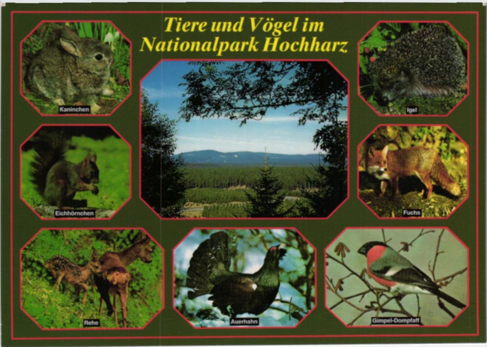 Tiere Und Vögel Im Nationalpark Hochharz Mehrbildkarte - Autres & Non Classés