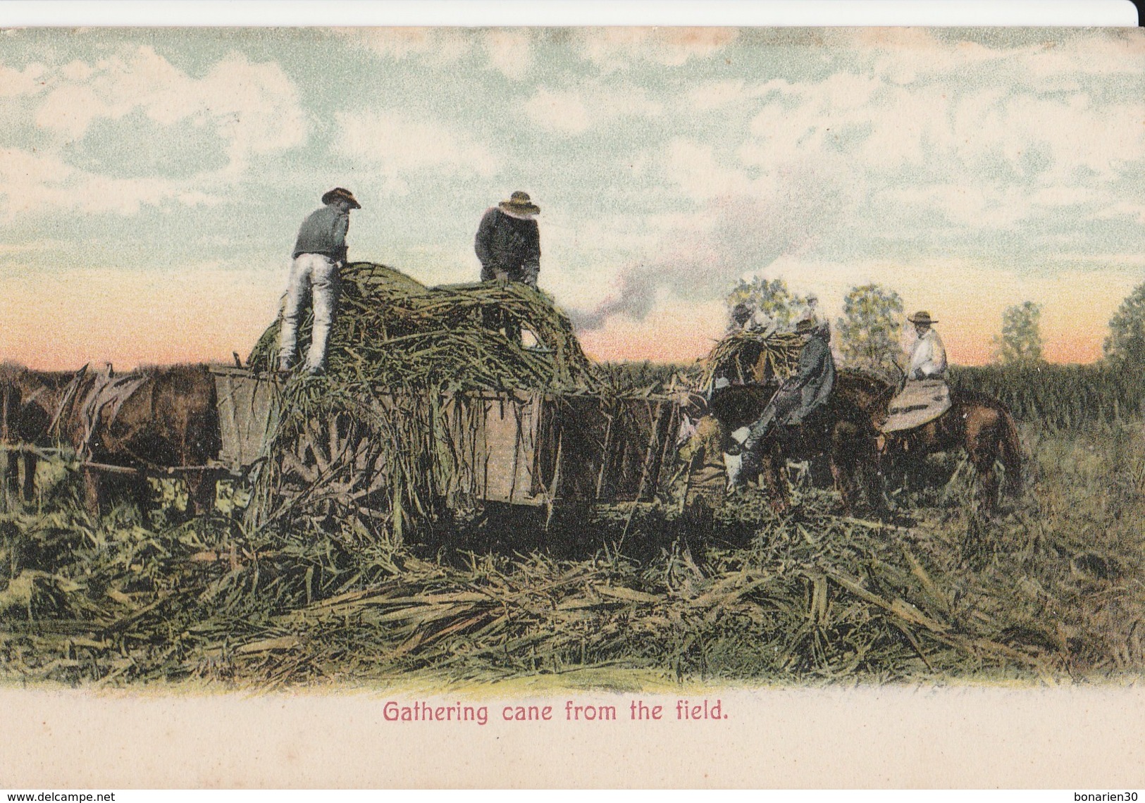 CPA ETATS-UNIS GATHERING CANE FROM THE FIELD CULTURE CANNE A SUCRE - Autres & Non Classés