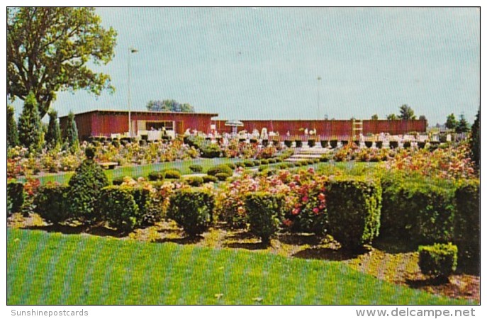 Indiana Gary Beautiful Rose Garden At Gary Country Club - Gary