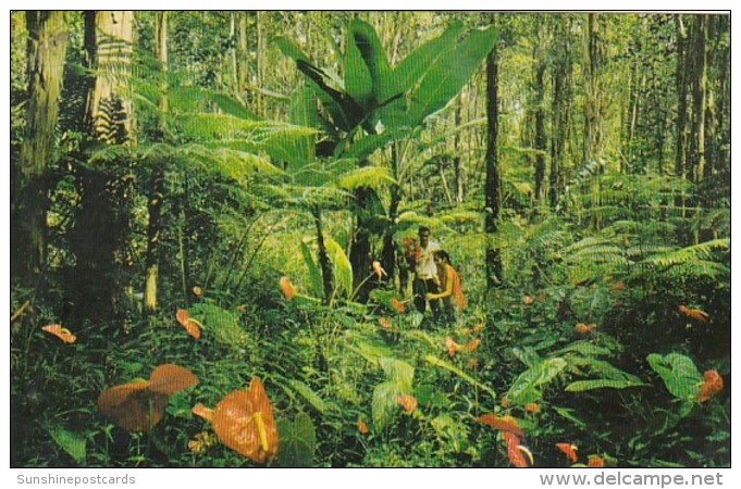 Hawaii Red Anthurium Giant Tree Ferns And Wild Bananas - Big Island Of Hawaii