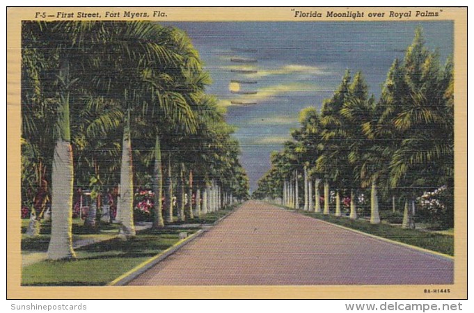 Florida Fort Myers Moonlight Over Royal Palms Along First Street 1953 Curteich - Fort Myers