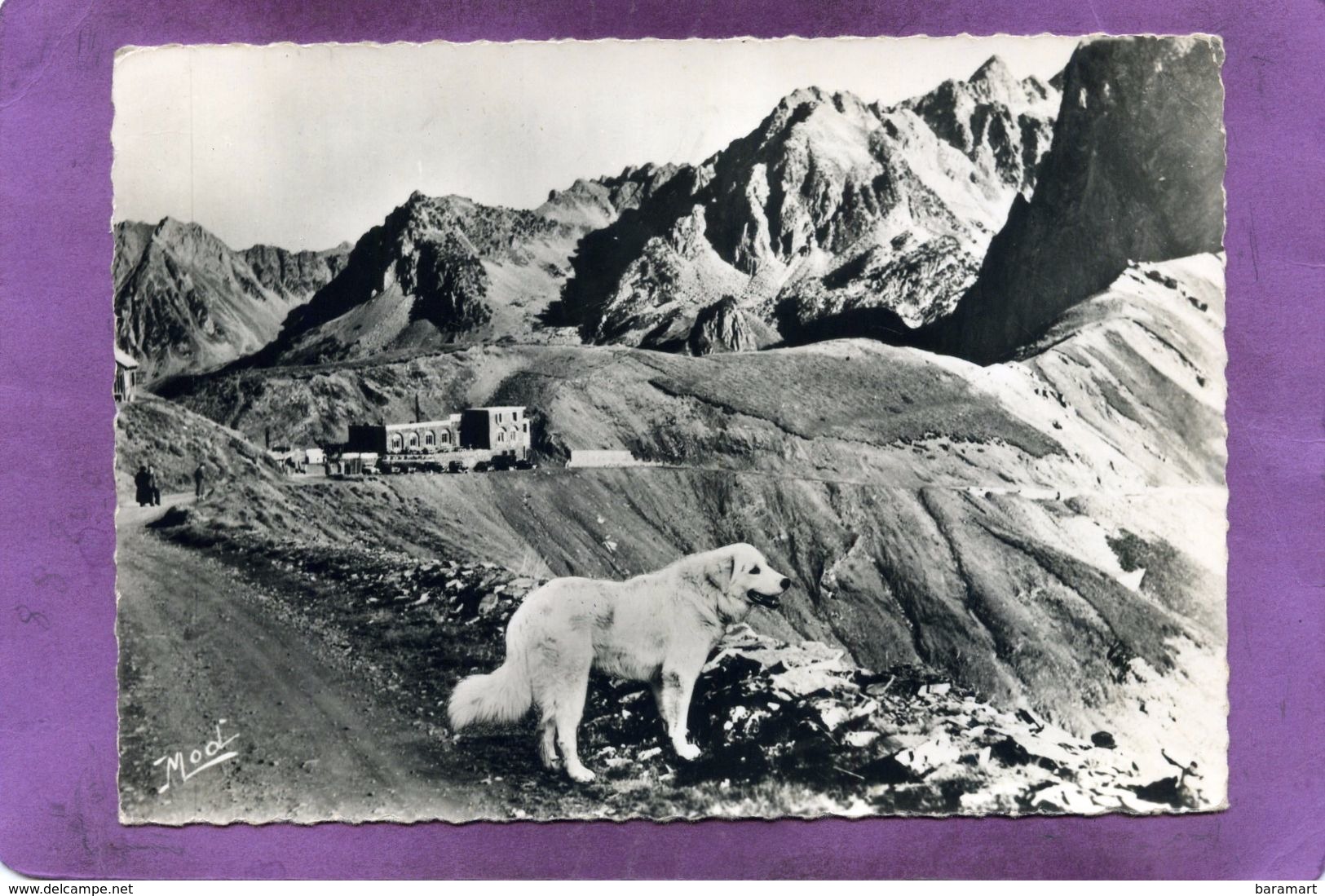 65 LE TOURMALET Chien Des Pyrénées - Autres & Non Classés