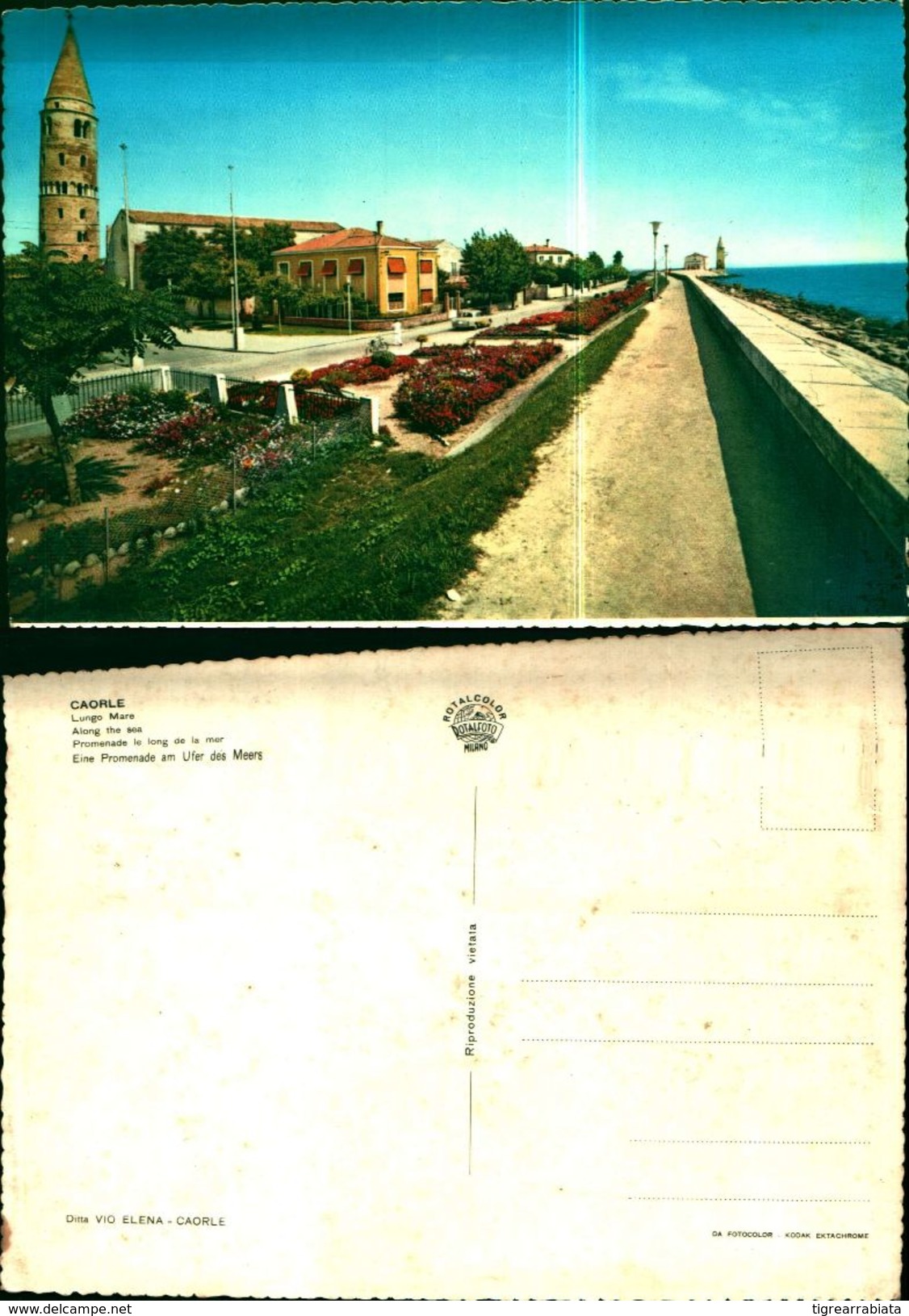 7436a)cartolina  Caorle-lungo Mare Ditta Vio Elena - Altri & Non Classificati