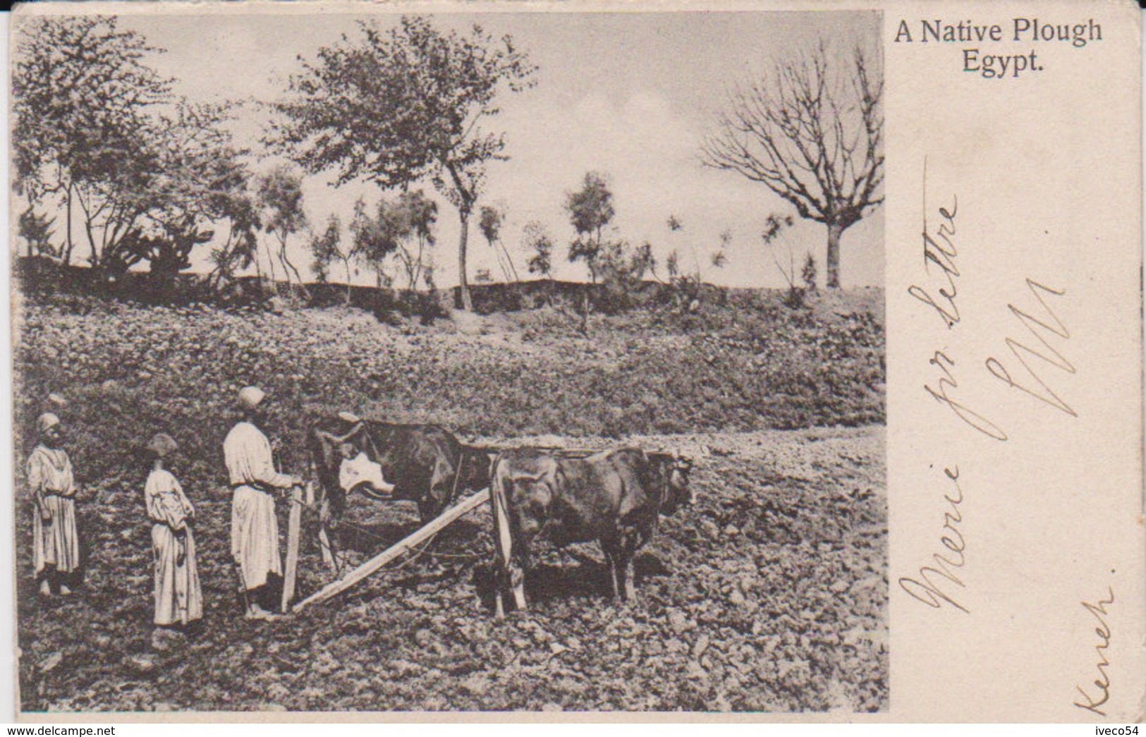 1905    Egypte   " Charrue Indigène - Native Plough " - Bani Suwaif