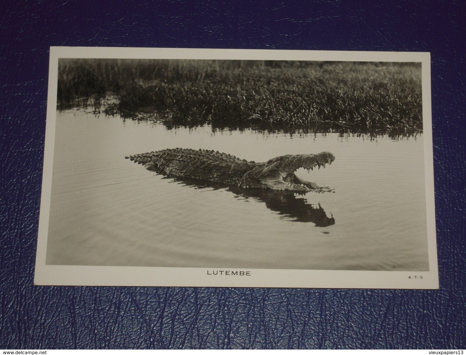 Afrique Cpa Carte Photo Ouganda - Uganda Africa. Lutembe - Alligator Crocodile - A.T.S. - Uganda