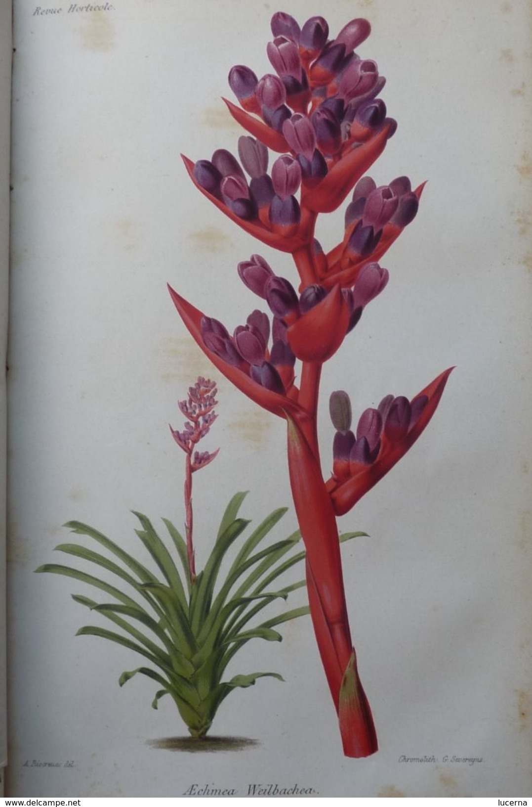 REVUE HORTICOLE 1870 ET 1871 journal d'horticulture pratique, fondé en 1829 par les auteurs du bon jardinier