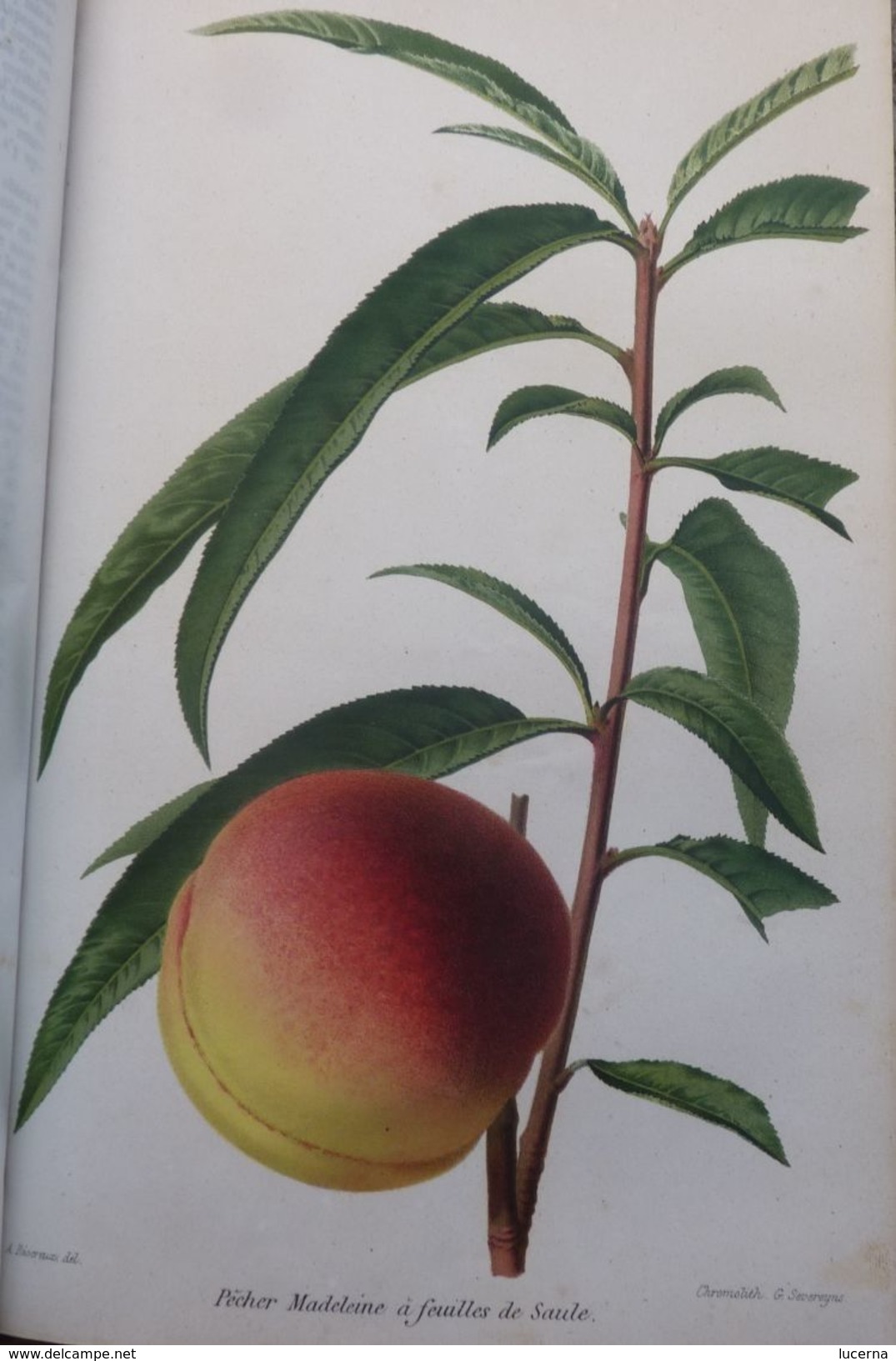 REVUE HORTICOLE 1870 ET 1871 journal d'horticulture pratique, fondé en 1829 par les auteurs du bon jardinier