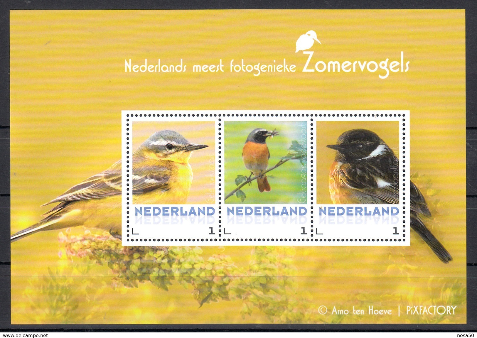 Nederland 2017 Vogels, Birds, Zomervogels; Gele Kwikstaart, :wagtail, Roodstaart, Red Tail, Tapuit,  Foto A. Ten Hoeve - Ongebruikt