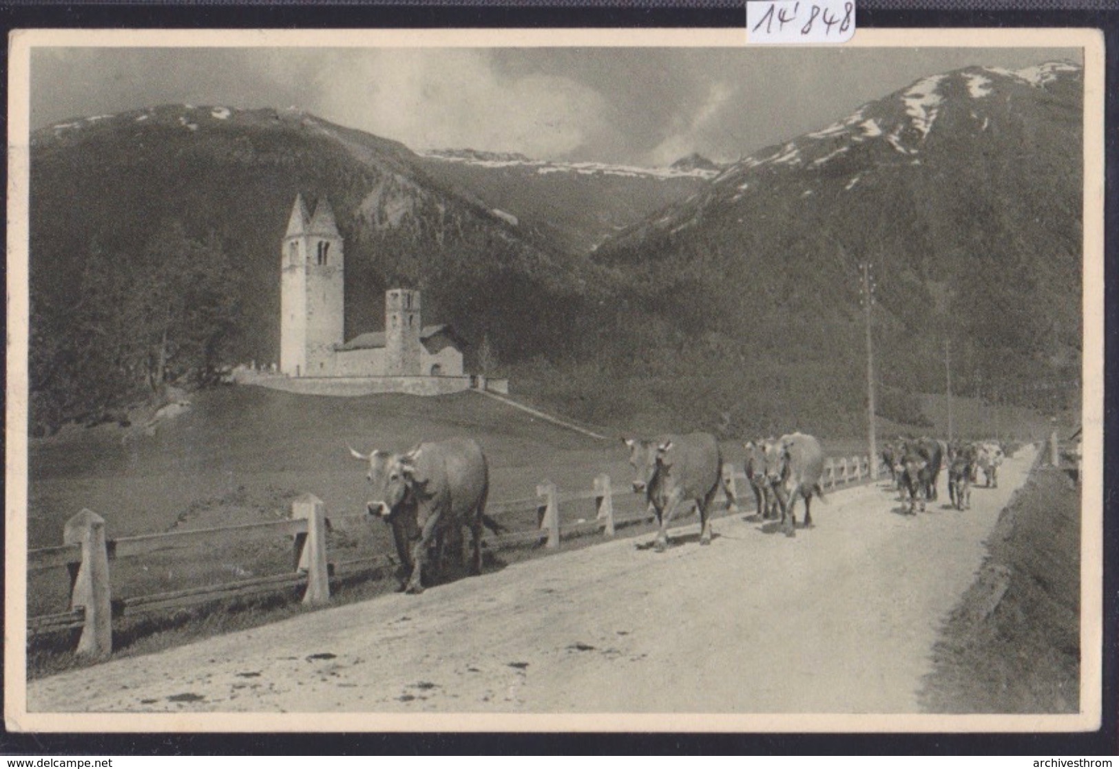 Celerina ( Chiesa ) : Vacci ; Kuhherde Auf Der Alm ; Ca 1921 (14'848) - Celerina/Schlarigna