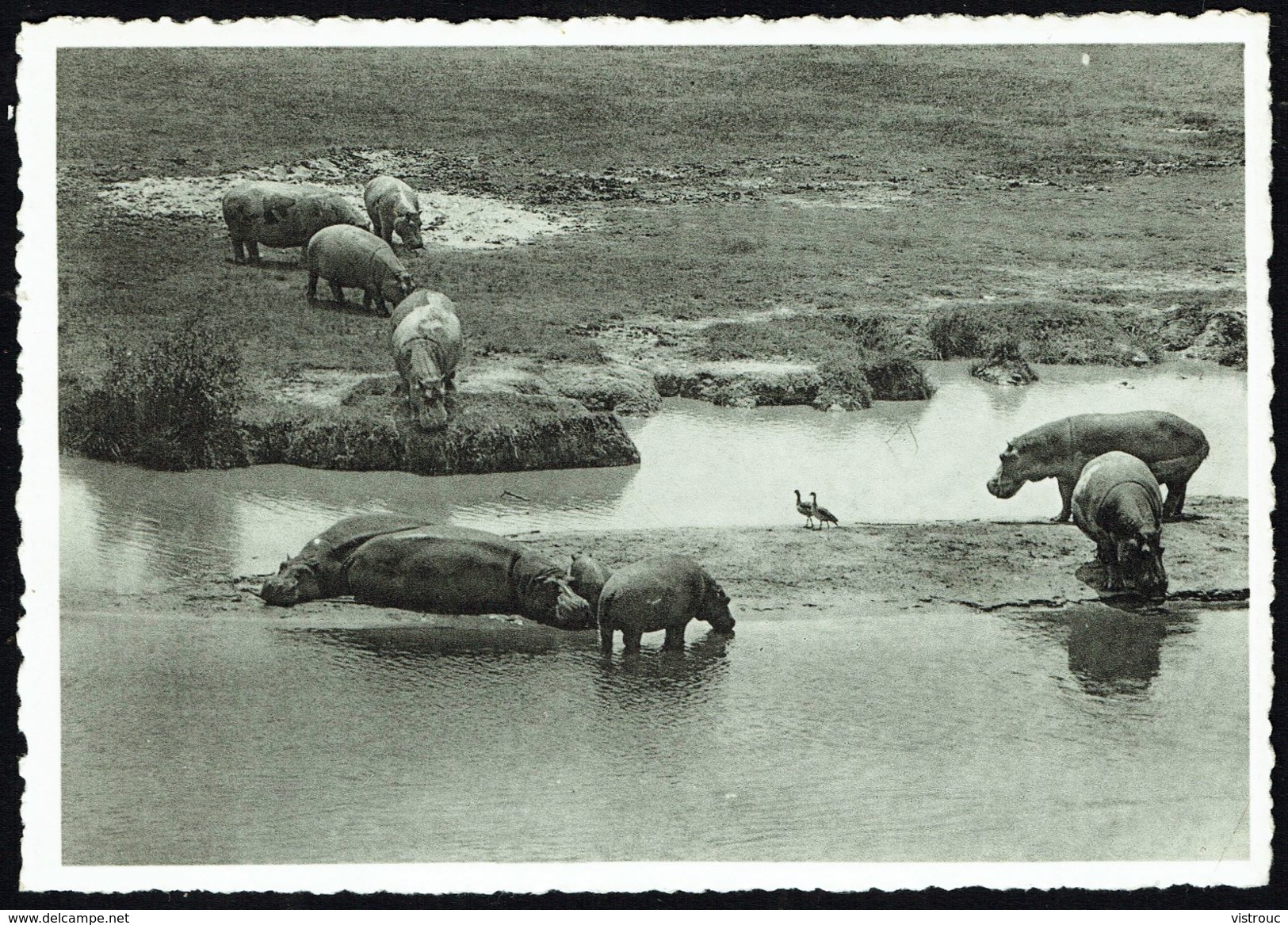 Hippopotames Et Oies D'Egypte - Parc National Albert, Congo Belge - Non Circulé - Not Circulated - Nicht Gelaufen. - Hippopotames
