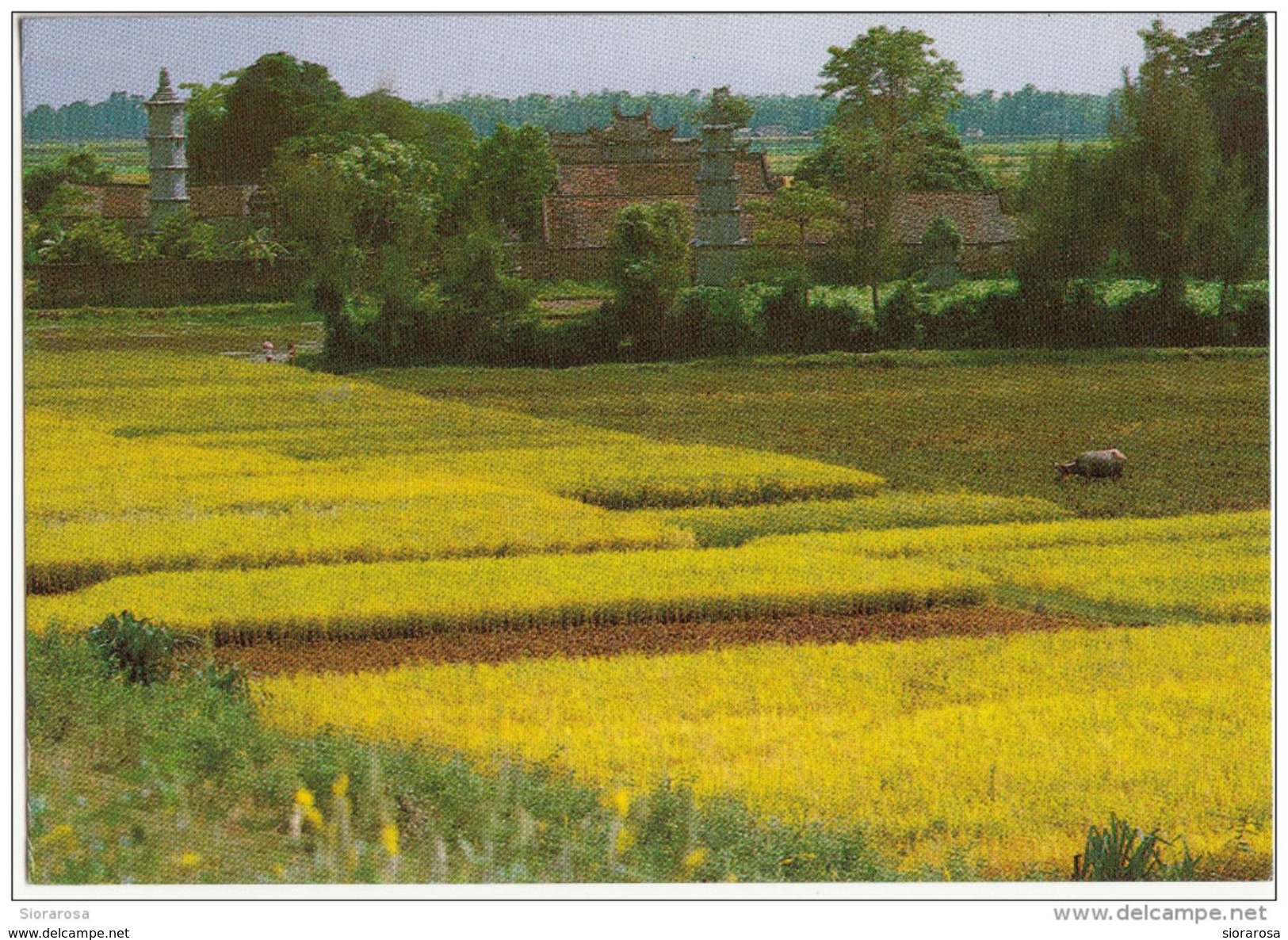 Vietnam - Panorama Landscapes -Vista Della Pagoda But Thap  - Ha Bac - Vietnam