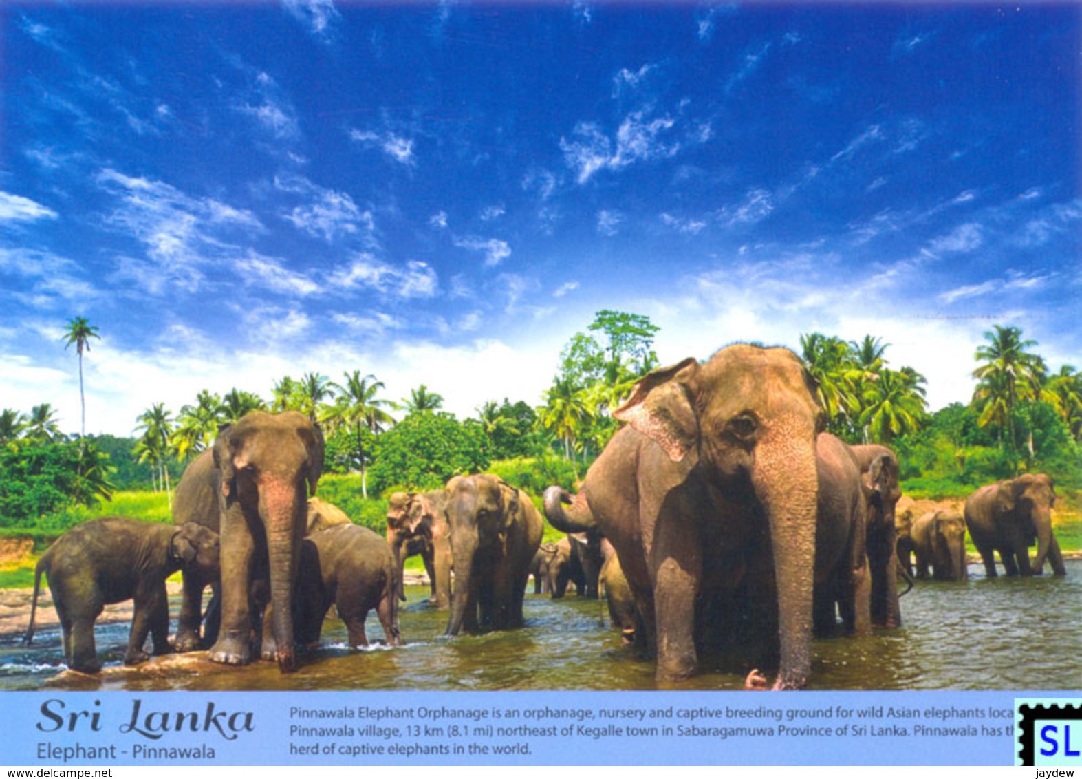 Sri Lanka Postcards, Pinnawala Elephant Orphanage, Elephants, Postcrossing - Sri Lanka (Ceylon)