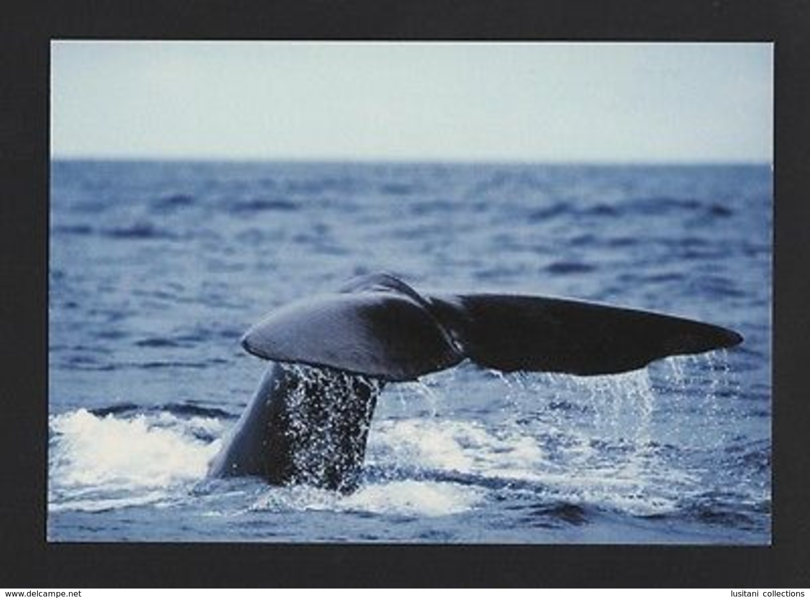 POSTCARD AZORES AÇORES WHALES  AÇORES PORTUGAL  SPERM WHALE CACHALOT Baleine  Z1 - Otros & Sin Clasificación