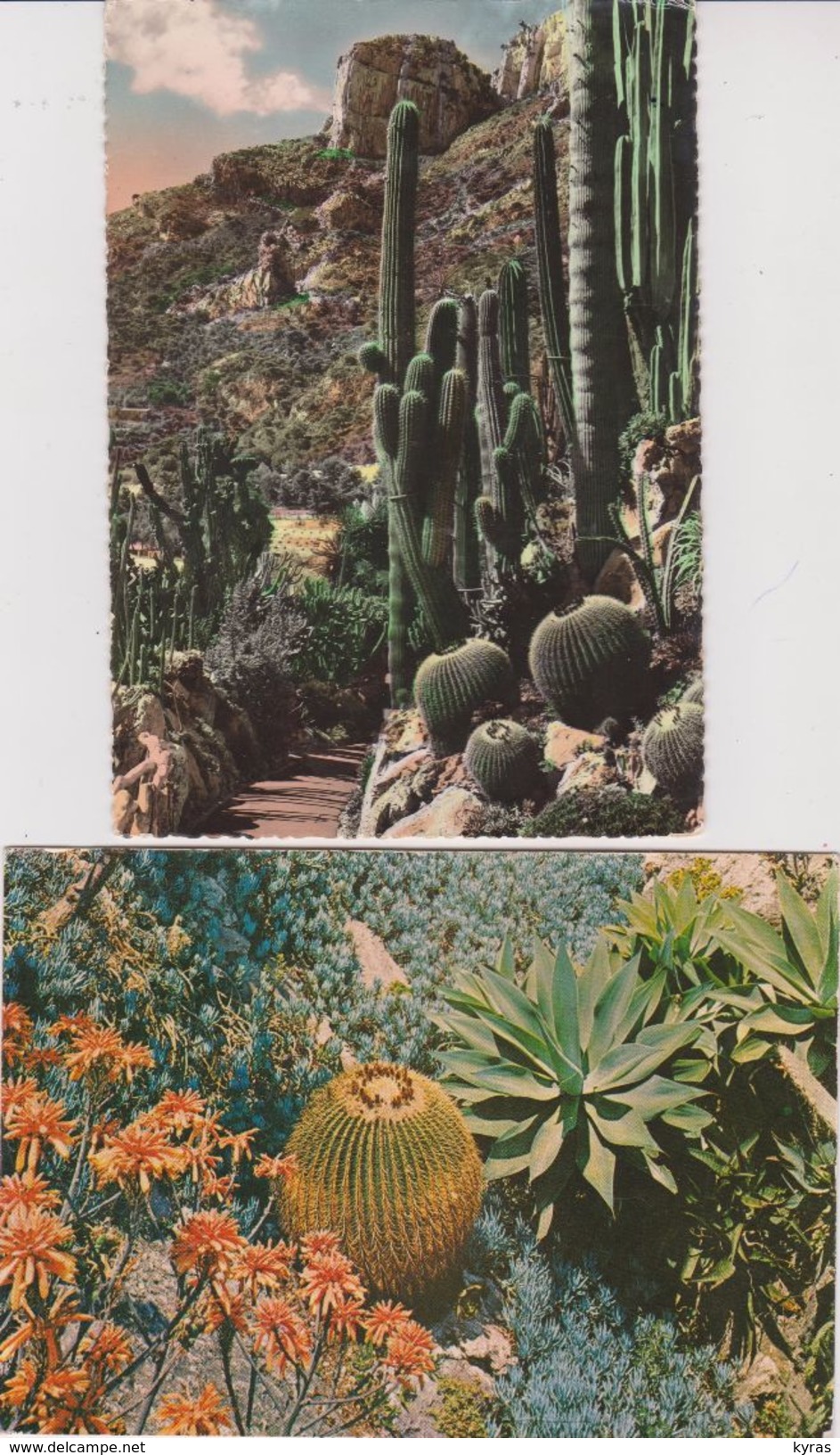 MONACO . Jardin Exotique  Lot 10 CPSM Et CPM 10X15 - Exotic Garden