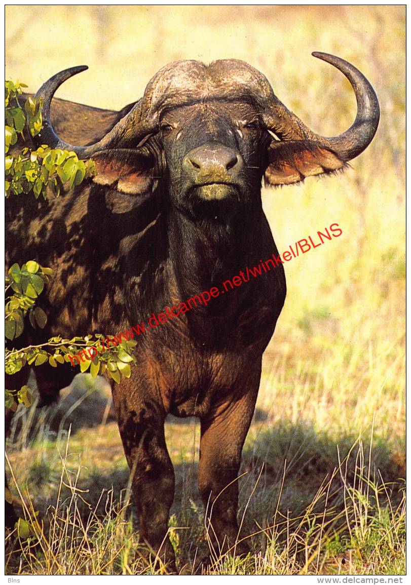 African Buffalo - Zimbabwe - Zimbabwe