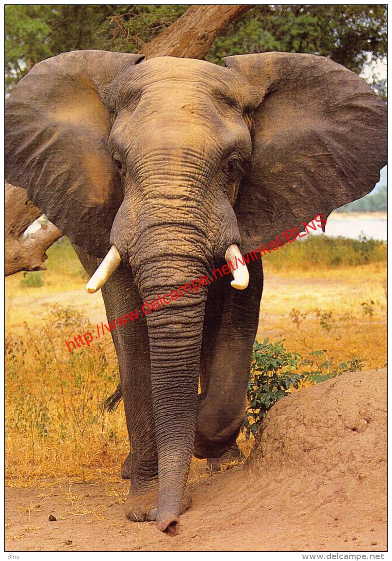 Bull Elephant - Zimbabwe - Elephants