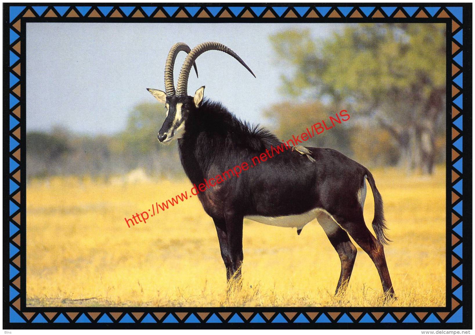 Sable Antelope - Zimbabwe - Zimbabwe