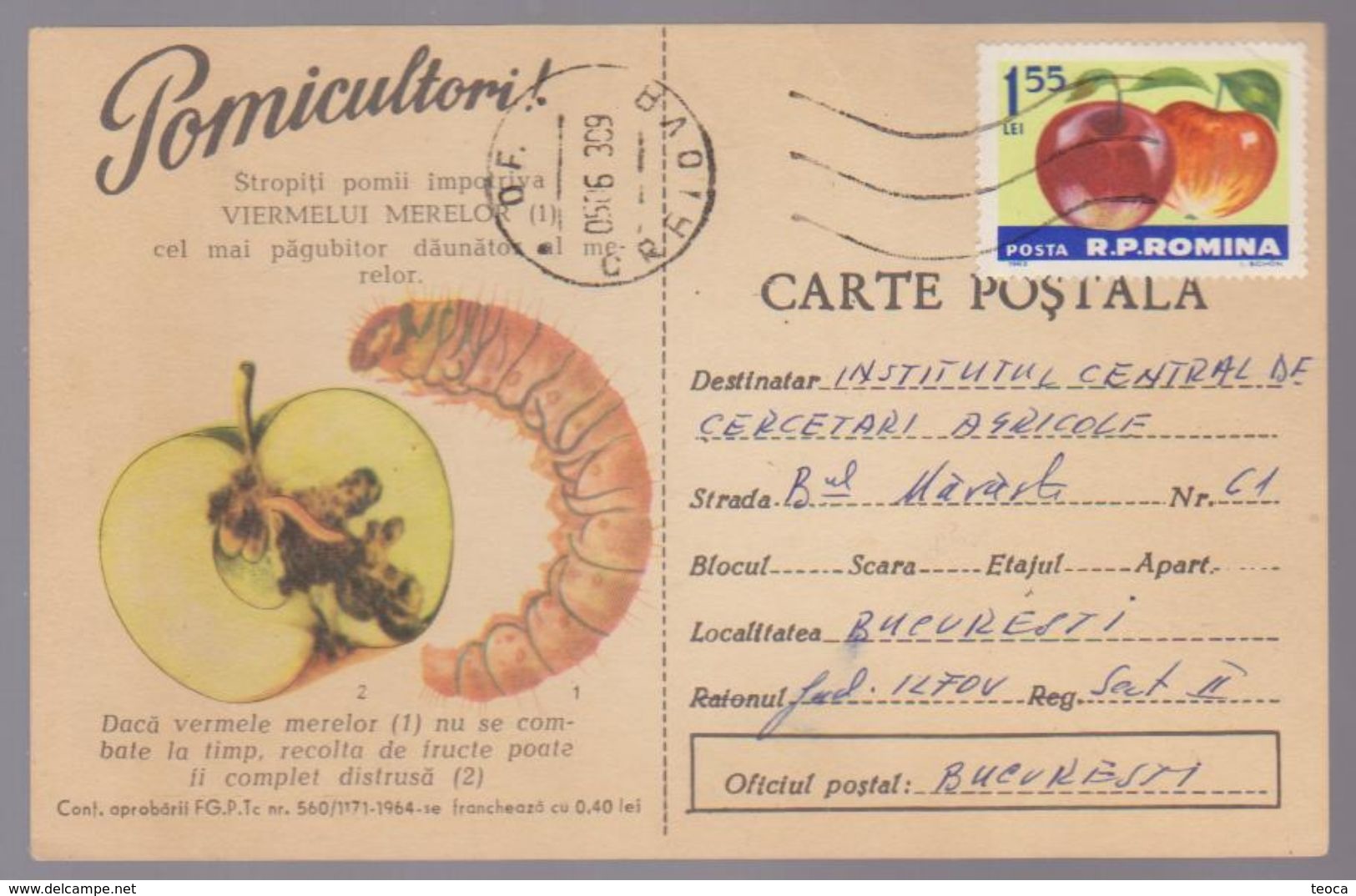 FRUITS, APPLE, POMICULTORI , POST CARD STATIONERY  ROUMANIE, 1964, CIRCULATED CRAIOVA - Frutas