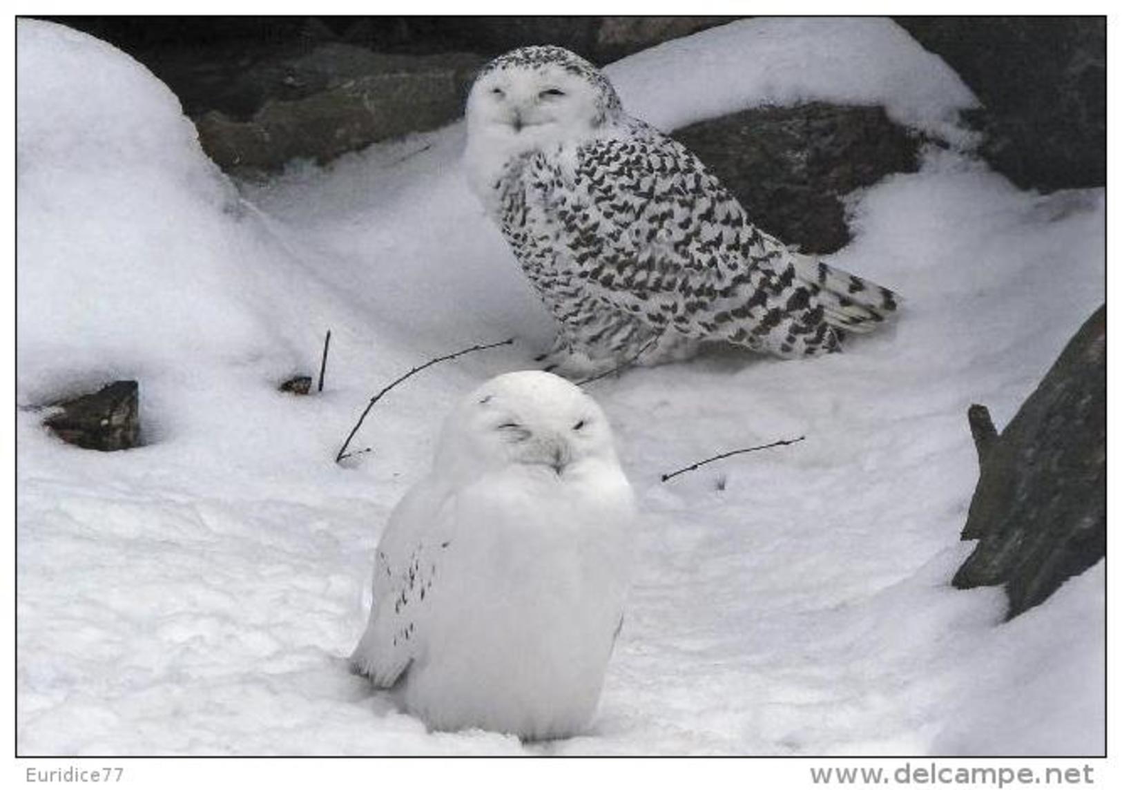 Owls Of The World -  Postcard Collector  Size:15x10 Cm. Aprox. - Pájaros