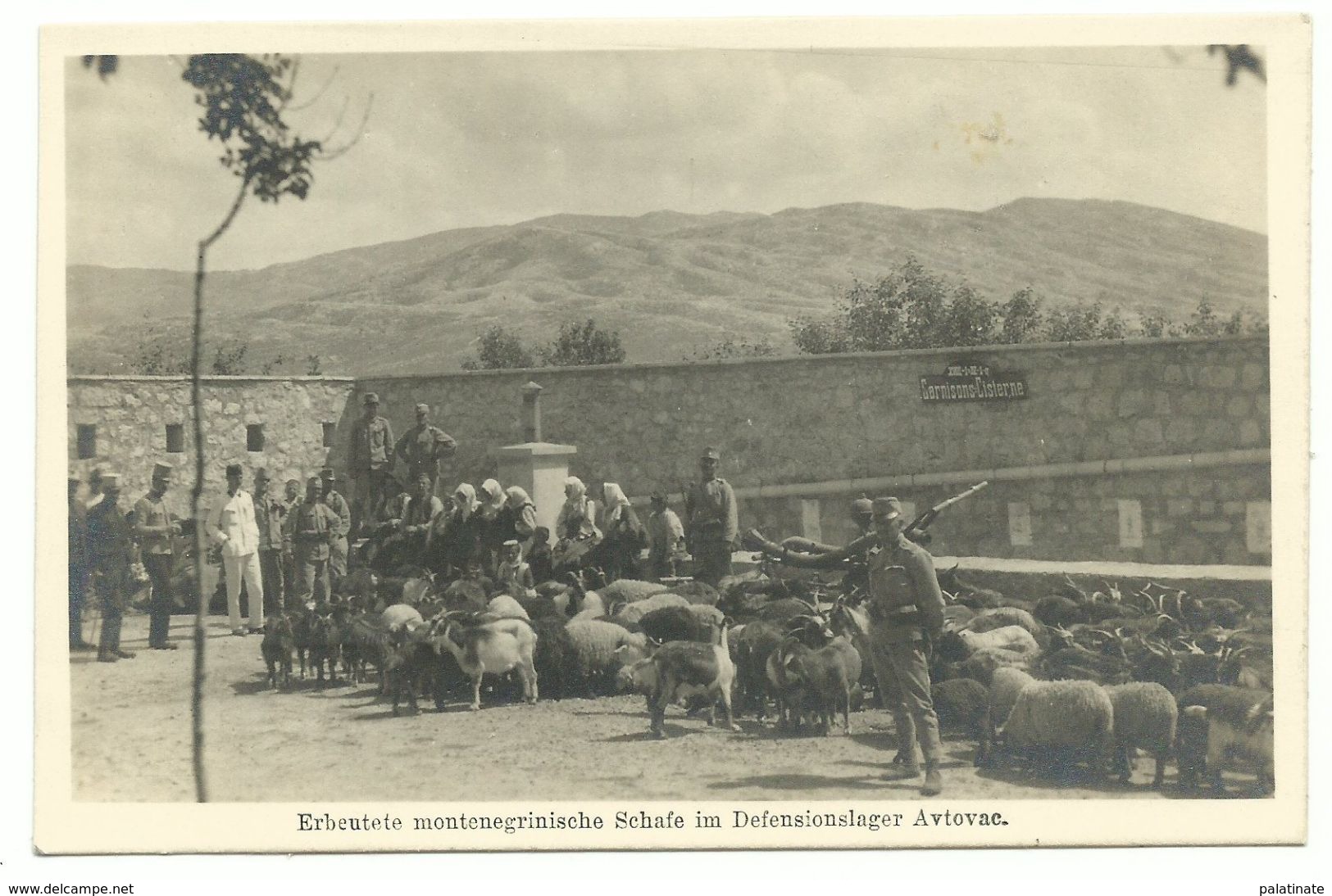 1. Weltkrieg Erbeutete Montenegrinische Schafe Im Defensionslager Avtovac Photo-AK 1915 - Weltkrieg 1914-18