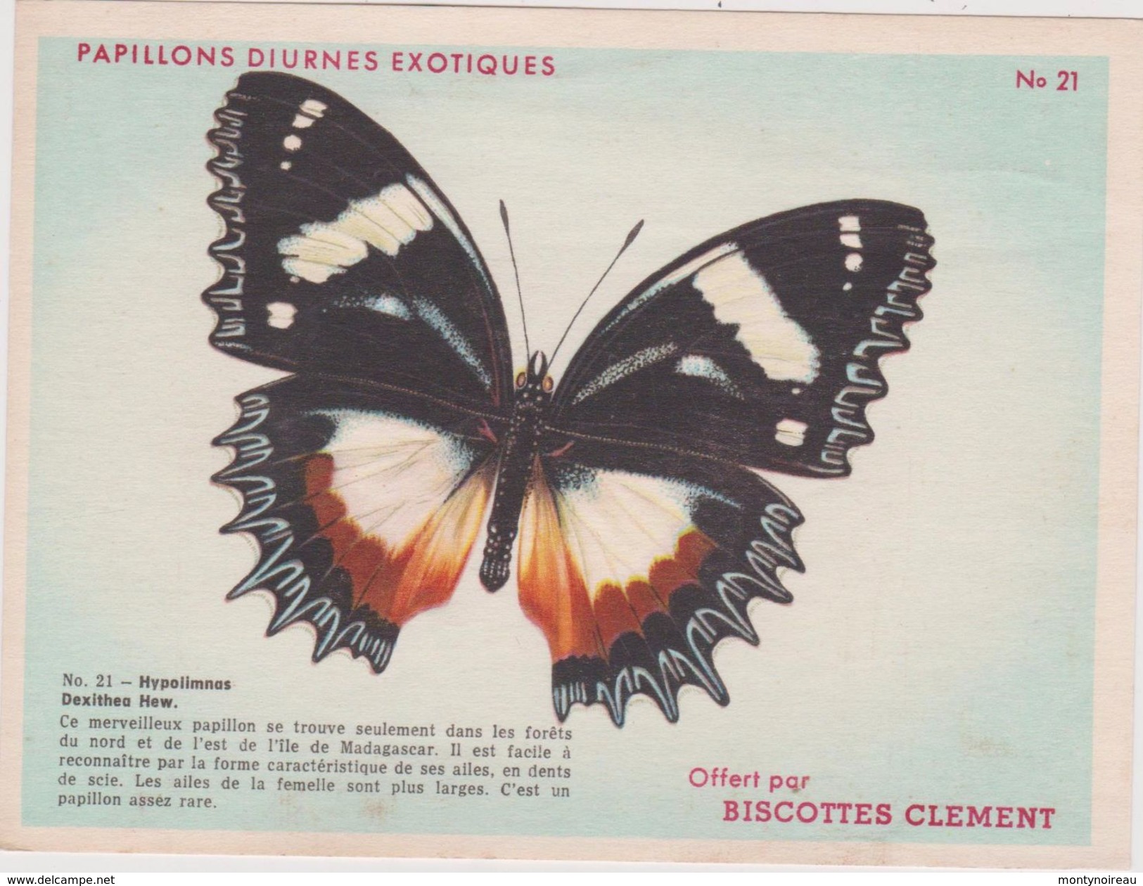 R : Vieux  Papier : Biscottes  Clement : Papillon : - Unclassified