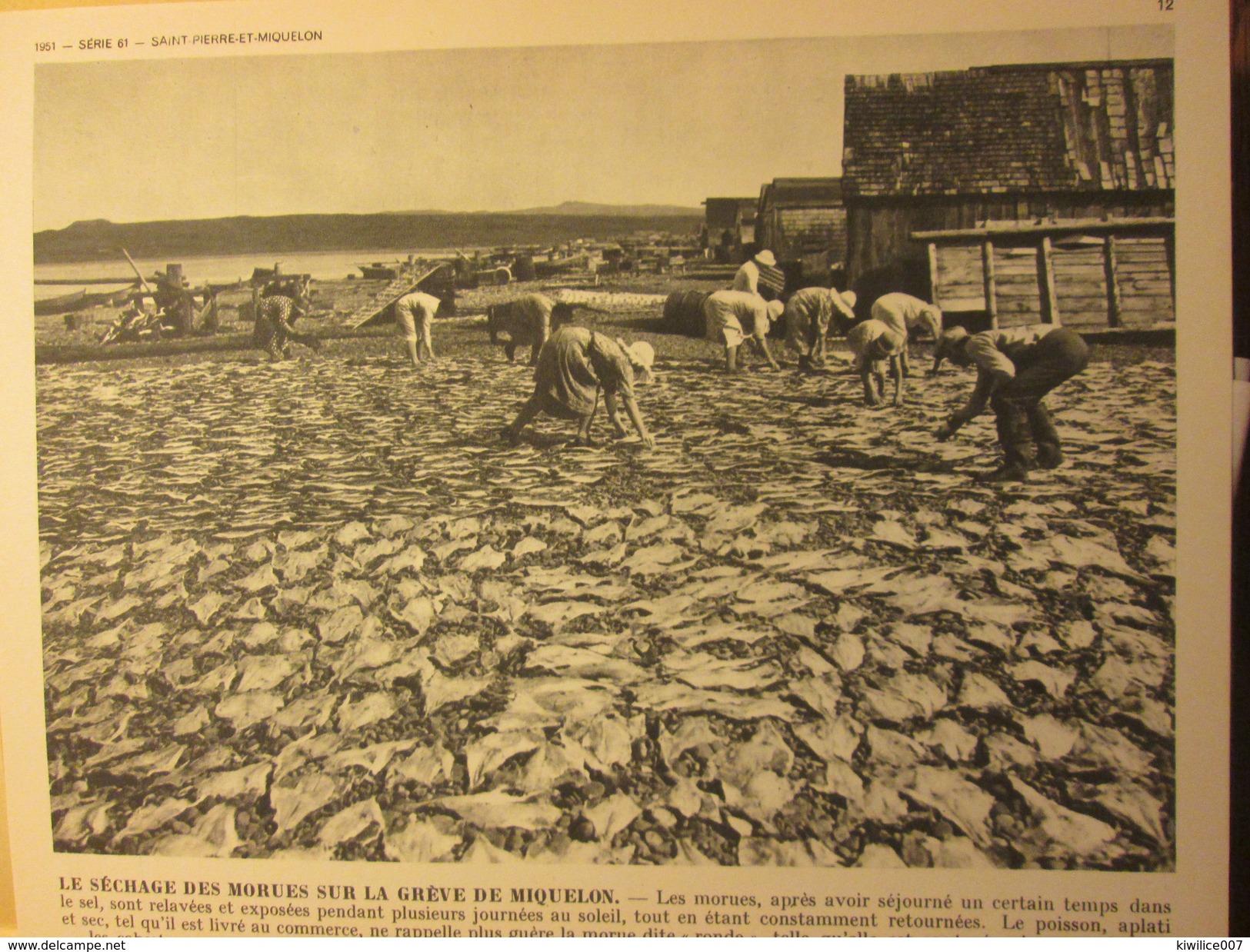 Saint-Pierre-Et-Miquelon  dossier de  12 photographies   +++ 1951