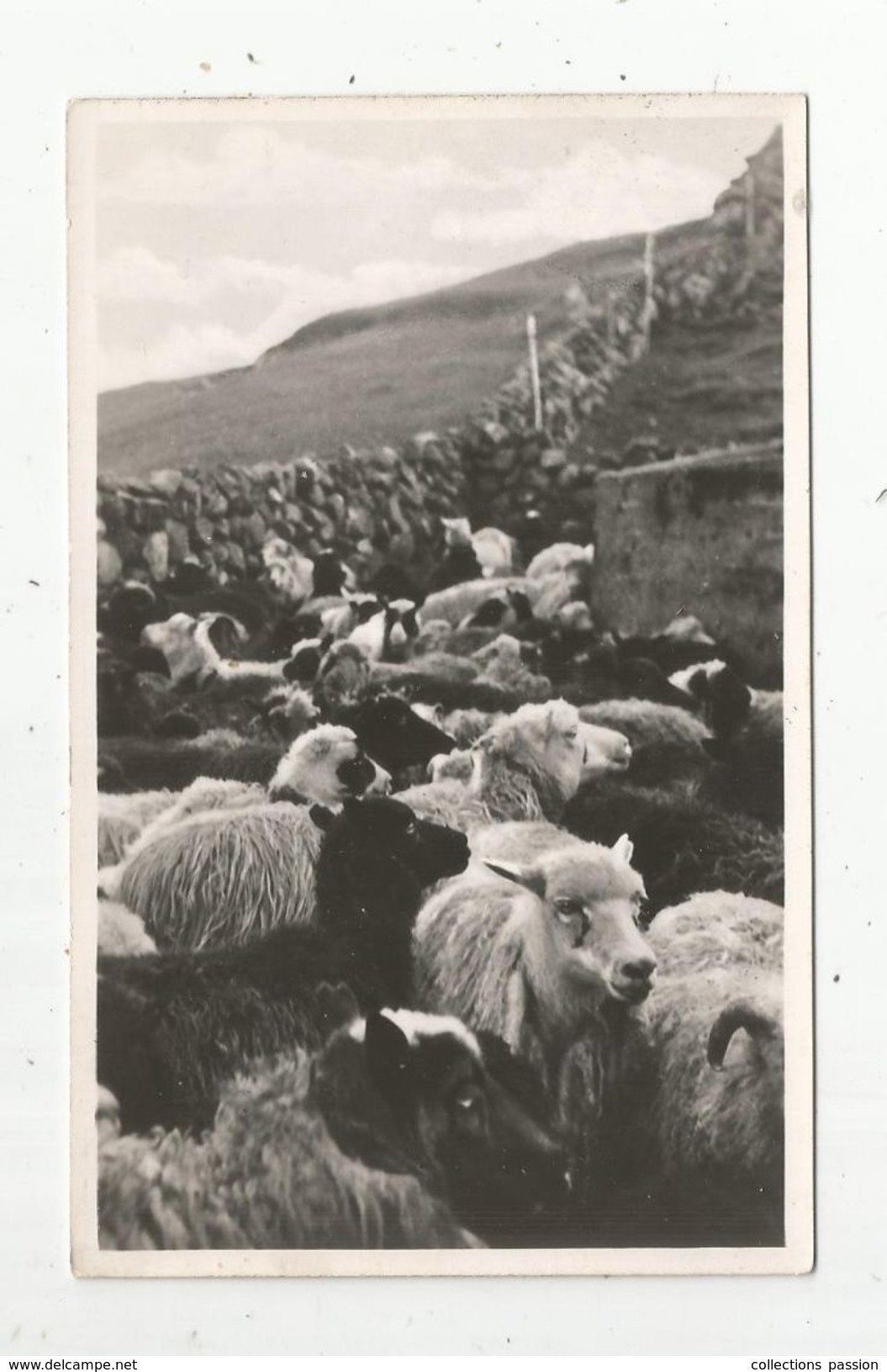 Cp, ILES FEROE , SEYDUR A Raett , Vierge , Moutons , élevage , Agriculture - Féroé (Iles)