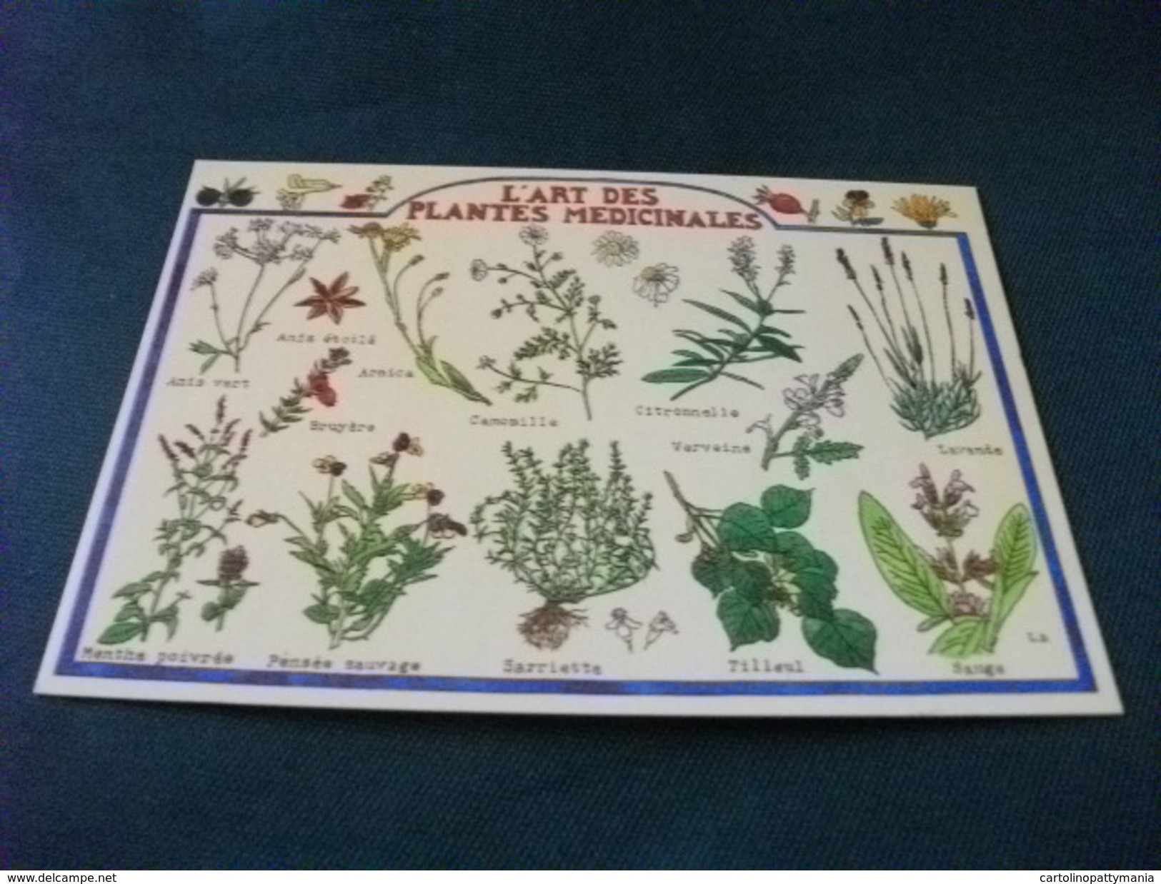 L'ART DES PLANTES MEDICINALES  PIANTE MEDICINALI - Geneeskrachtige Planten