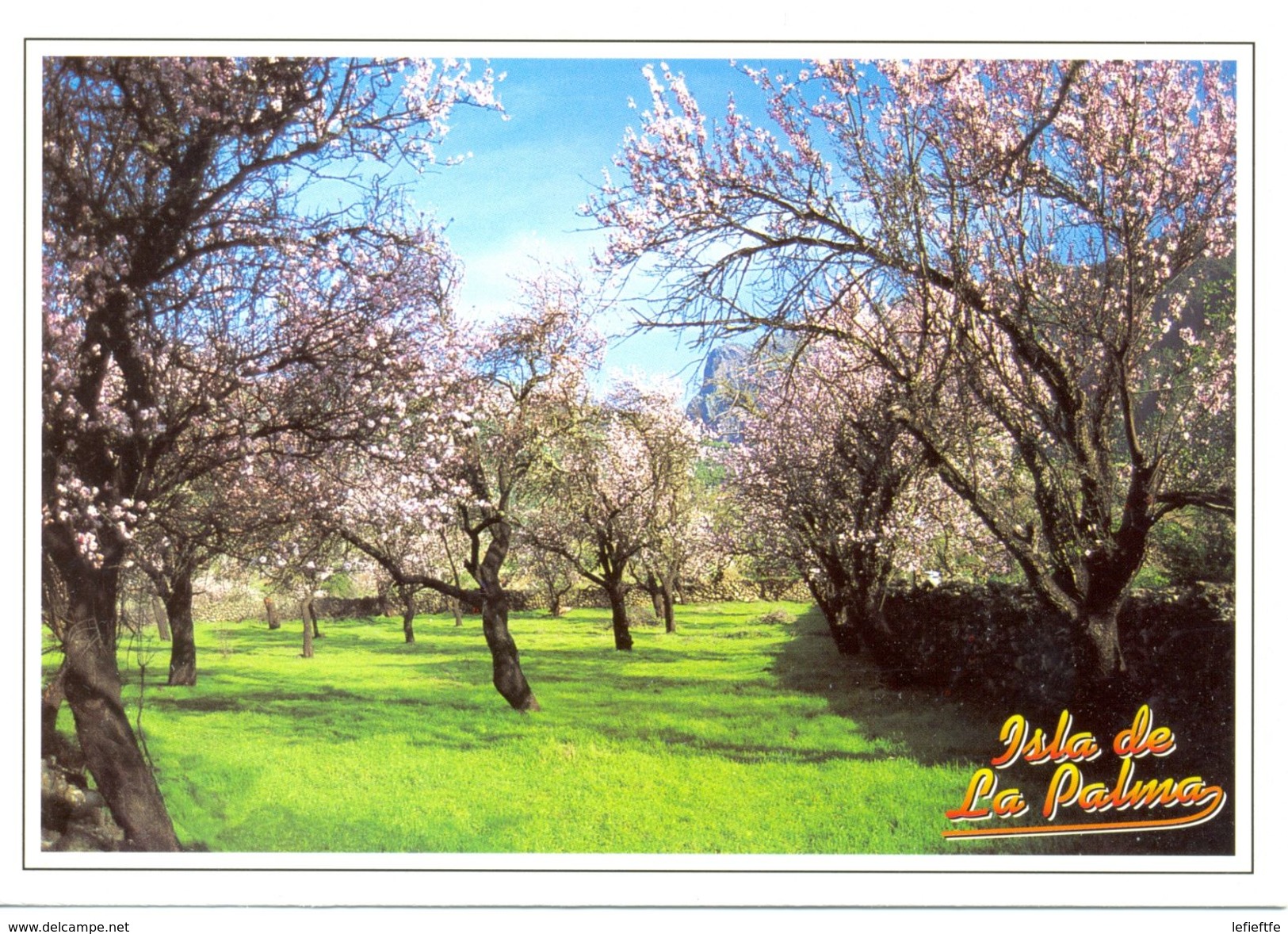 Espagne - Canaries - La Palma - El Paso - Almendros En Flor - Santos Cabrera Nº 364 - Neuve - 1608 - La Palma