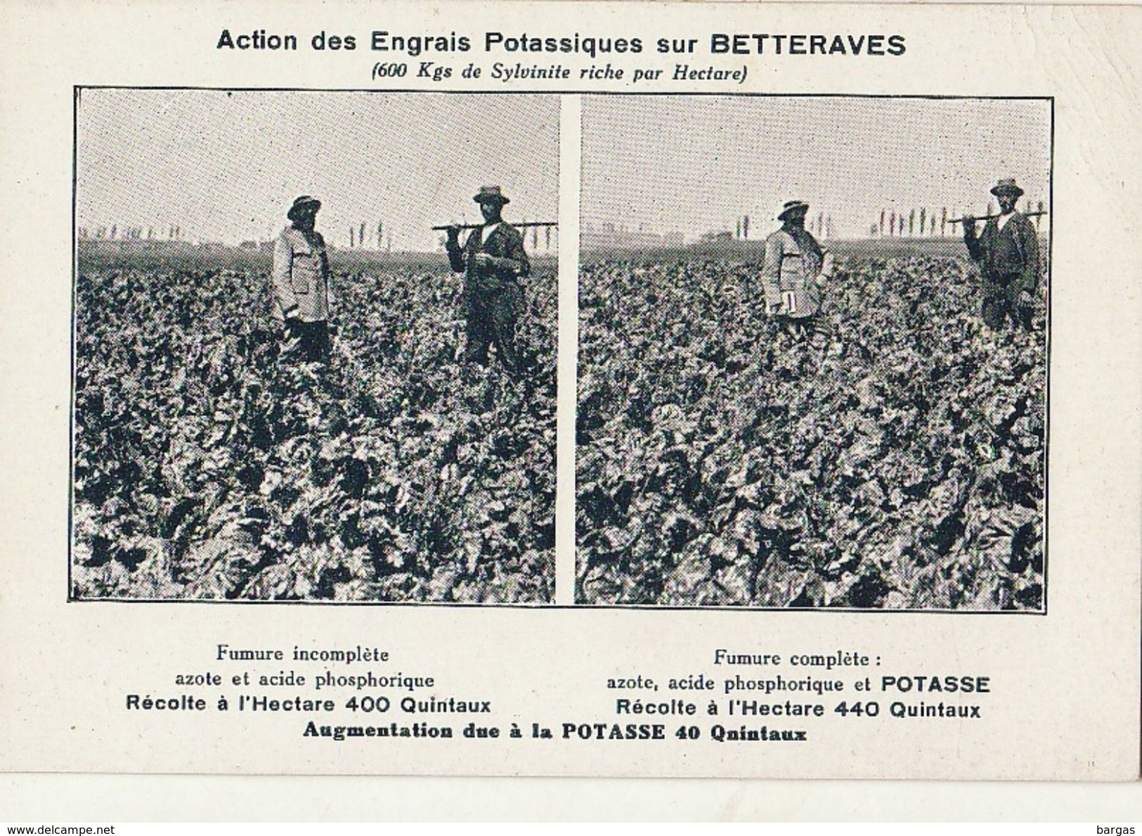 Agriculture Engrais Potasse Soude Potassiques Betterave - Landbouwers