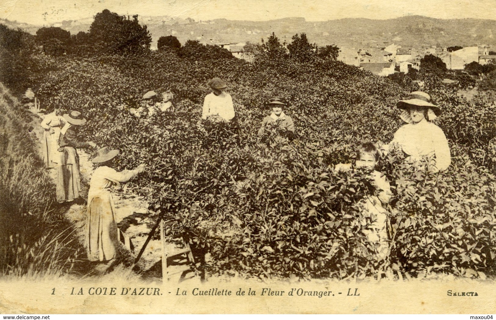 GRASSE - Cueillette De La Fleur D'Oranger - Grasse